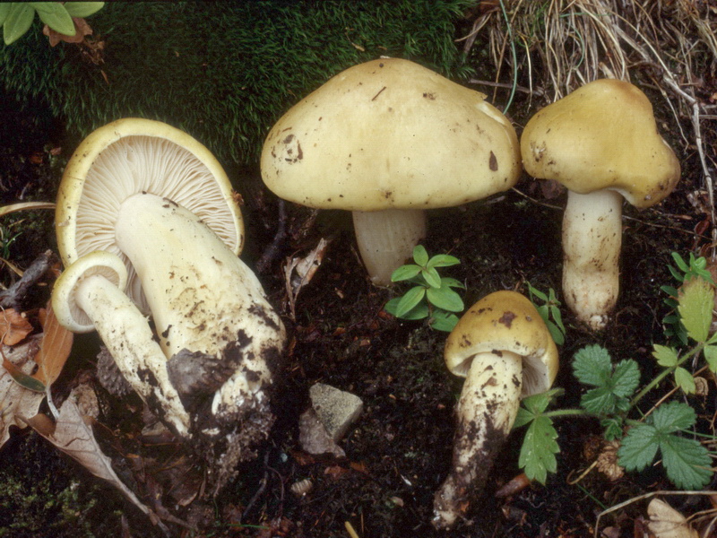 Proposta di studio di Tricholoma saponaceum